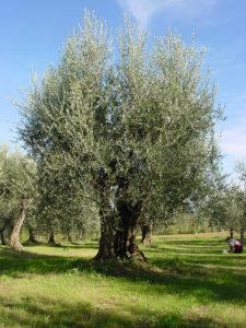 Montescudo - Azienda Agricola Conti Enrico