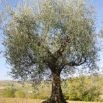 Montescudo - Azienda Agricola Conti Enrico