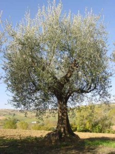 Montescudo - Azienda Agricola Conti Enrico 