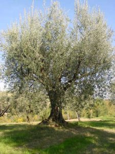 Montescudo - Azienda Agricola Conti Enrico