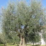 Montescudo - Azienda Agricola Conti Enrico