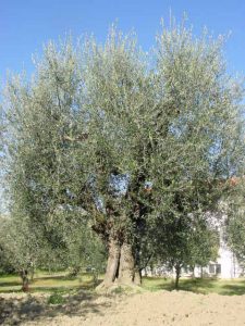 Montescudo - Azienda Agricola Conti Enrico