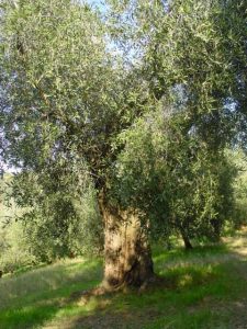 Covignano - Azienda Agricola Fabbri Maria Luigia