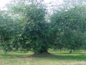 Covignano - Azienda Agricola Fabbri Maria Luigia