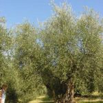 Covignano - Azienda Agricola Fabbri Maria Luigia