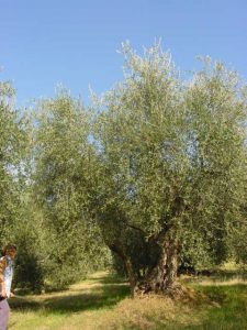 Covignano - Azienda Agricola Fabbri Maria Luigia 