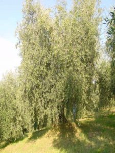 Covignano - Azienda Agricola Fabbri Maria Luigia