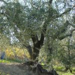 Montegridolfo - Azienda Agricola Fraternali Grilli Primo