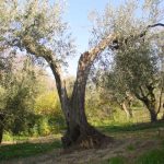 Montegridolfo - Azienda Agricola Fraternali Grilli Primo