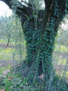 Rimini - Azienda Agricola Frontali Gualtiero 