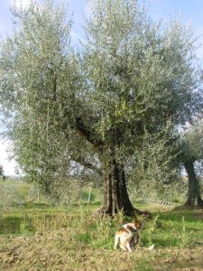 Rimini - Azienda Agricola Gabrielli Venerina