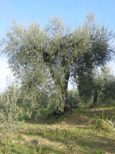 Rimini - Azienda Agricola Gabrielli Venerina 