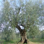 Rimini - Azienda Agricola Gabrielli Venerina