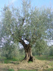 Rimini - Azienda Agricola Gabrielli Venerina 