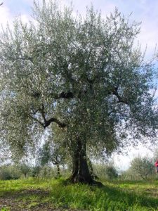 Rimini - Azienda Agricola Gabrielli Venerina