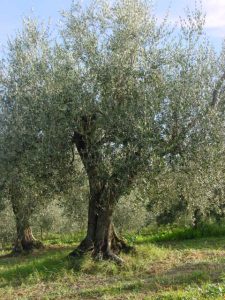 Rimini - Azienda Agricola Gabrielli Venerina 