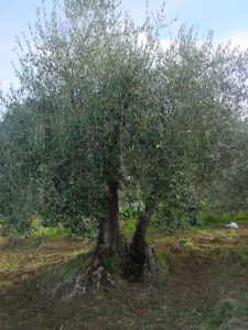 Rimini - Azienda Agricola Gabrielli Venerina 