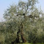 San Giovanni in Marignano - Azienda Agricola Lorenzi Norma