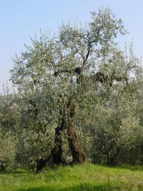 San Giovanni in Marignano - Azienda Agricola Lorenzi Norma