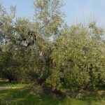 San Giovanni in Marignano - Azienda Agricola Lorenzi Norma