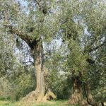 San Giovanni in Marignano - Azienda Agricola Lorenzi Norma