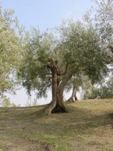 Saludecio - Azienda Agricola Mattoni Antonio 