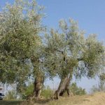 Saludecio - Azienda Agricola Mattoni Antonio