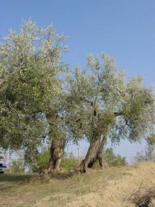 Saludecio - Azienda Agricola Mattoni Antonio 