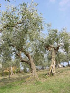 Saludecio - Azienda Agricola Mattoni Antonio 