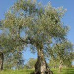 Montegridolfo - CRA Giovanni Renzi Agroalimentare