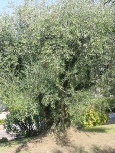 Verucchio - Azienda Agricola Sapigni Giovanni