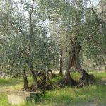 Montegridolfo - Azienda Agricola Tonni Terzo