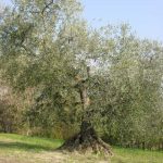 Montegridolfo - Azienda Agricola Tonni Terzo