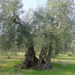 Montegridolfo - Azienda Agricola Tonni Terzo