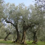 Montegridolfo - Azienda Agricola Tonni Terzo