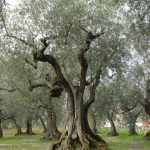 Montegridolfo - Azienda Agricola Tonni Terzo